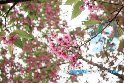 Colors Of Pink Sakura Stock Photo