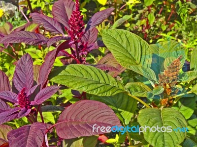 Colourful Amaranth Stock Photo