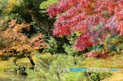 Colourful Autumn Garden Stock Photo