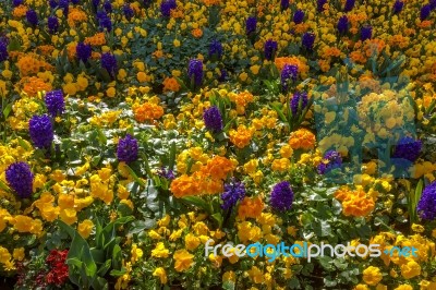 Colourful Bed Of Flowers In East Grinstead Stock Photo