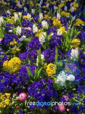 Colourful Bed Of Flowers In East Grinstead Stock Photo