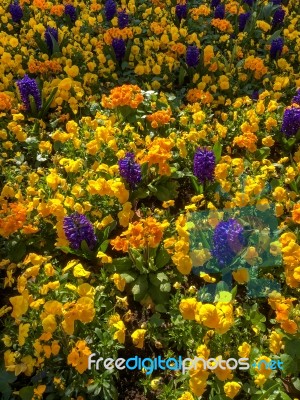 Colourful Bed Of Flowers In East Grinstead Stock Photo