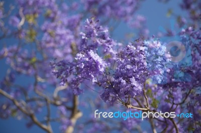 Colourful Blooming Jacaranda Tree Stock Photo