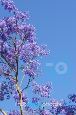 Colourful Blooming Jacaranda Tree Stock Photo