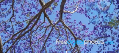 Colourful Blooming Jacaranda Tree Stock Photo