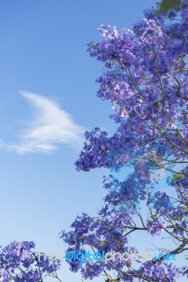 Colourful Blooming Jacaranda Tree Stock Photo