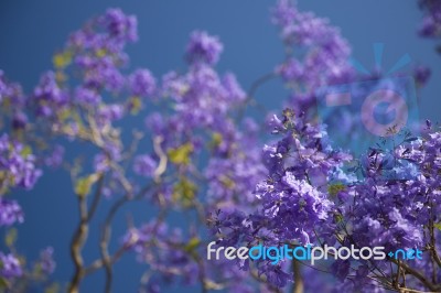 Colourful Blooming Jacaranda Tree Stock Photo