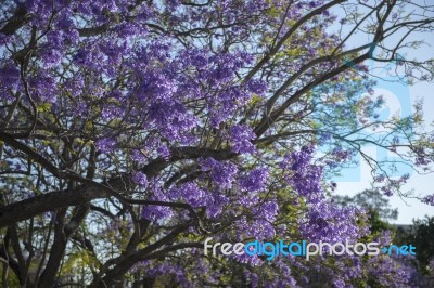 Colourful Blooming Jacaranda Tree Stock Photo