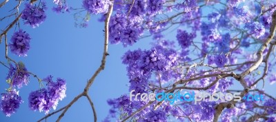 Colourful Blooming Jacaranda Tree Stock Photo