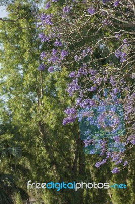 Colourful Blooming Jacaranda Tree Stock Photo