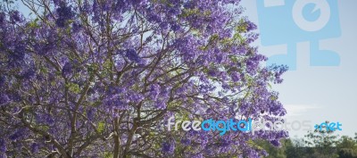 Colourful Blooming Jacaranda Tree Stock Photo