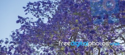 Colourful Blooming Jacaranda Tree Stock Photo