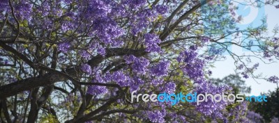 Colourful Blooming Jacaranda Tree Stock Photo