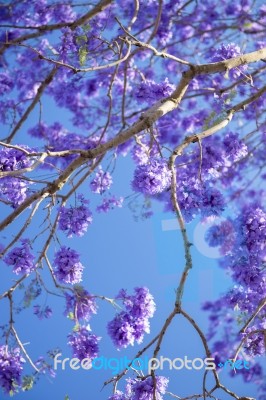 Colourful Blooming Jacaranda Tree Stock Photo