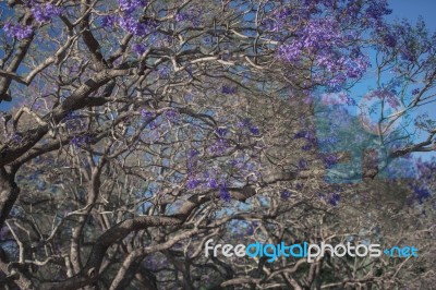 Colourful Blooming Jacaranda Tree Stock Photo