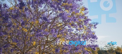 Colourful Blooming Jacaranda Tree Stock Photo