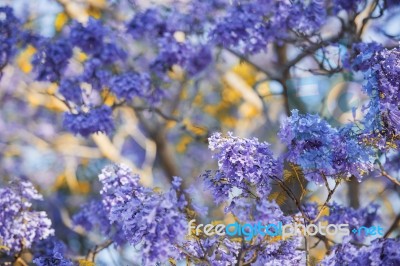 Colourful Blooming Jacaranda Tree Stock Photo