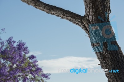 Colourful Blooming Jacaranda Tree Stock Photo