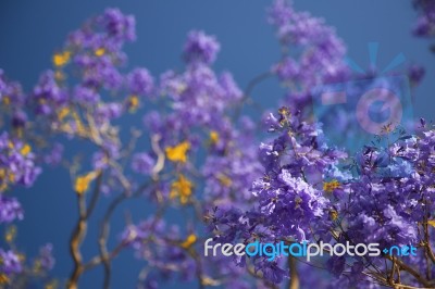 Colourful Blooming Jacaranda Tree Stock Photo