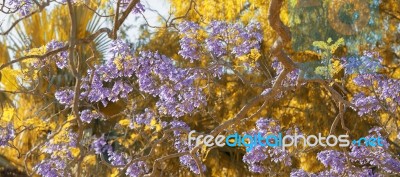 Colourful Blooming Jacaranda Tree Stock Photo