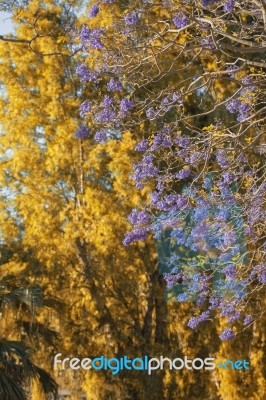 Colourful Blooming Jacaranda Tree Stock Photo