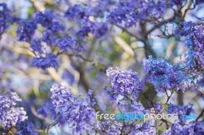 Colourful Blooming Jacaranda Tree Stock Photo