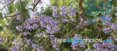 Colourful Blooming Jacaranda Tree Stock Photo