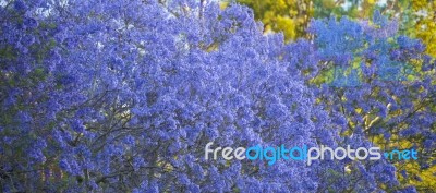 Colourful Blooming Jacaranda Tree Stock Photo