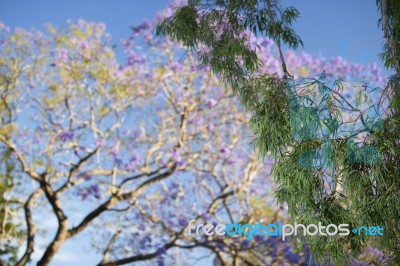 Colourful Blooming Jacaranda Tree Stock Photo