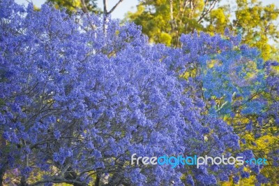 Colourful Blooming Jacaranda Tree Stock Photo