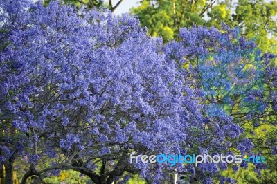 Colourful Blooming Jacaranda Tree Stock Photo