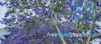 Colourful Blooming Jacaranda Tree Stock Photo