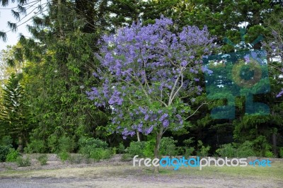 Colourful Blooming Jacaranda Tree Stock Photo