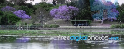 Colourful Blooming Jacaranda Tree Stock Photo