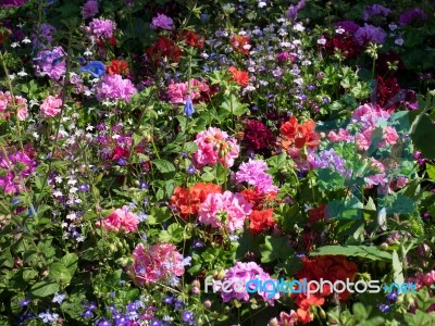 Colourful Flower Display In East Grinstead Stock Photo