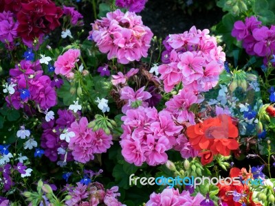 Colourful Flower Display In East Grinstead Stock Photo