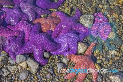 Colourful Starfish Stock Photo