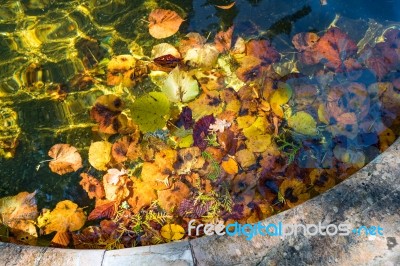 Colourful Sunlit Autumn Leaves Floating In A Pond Stock Photo