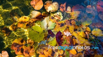 Colourful Sunlit Autumn Leaves Floating In A Pond Stock Photo