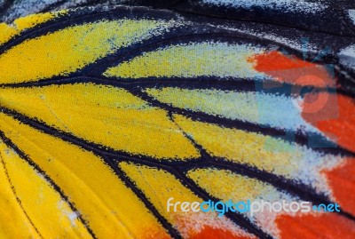 Colourful Wing Of Butterfly Stock Photo