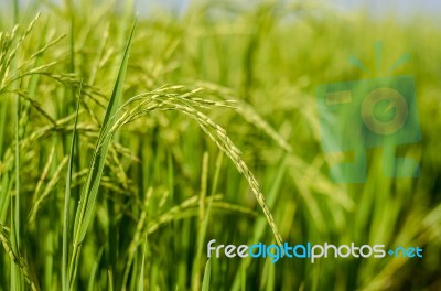 Colseup Green Rice On Field Stock Photo