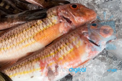 Comber Fish (serranus Cabrilla)  On Ice In Callao Salveje Teneri… Stock Photo