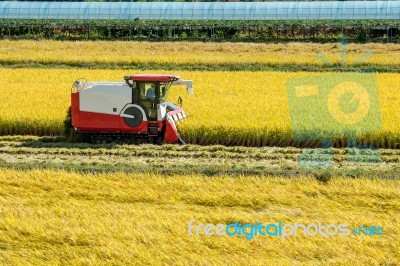 Combine Harvester In A Rice Field During Harvest Time Stock Photo