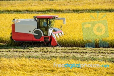 Combine Harvester In A Rice Field During Harvest Time Stock Photo