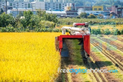 Combine Harvester In A Rice Field During Harvest Time Stock Photo