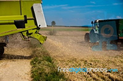 Combine Harvesting Corn Stock Photo