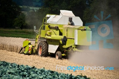 Combine Harvesting Corn Stock Photo