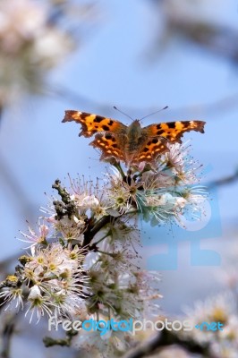 Comma Butterfly Stock Photo