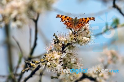 Comma Butterfly Stock Photo