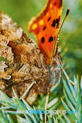 Comma Butterfly (polygonia C-album) Basking In The Sun Stock Photo